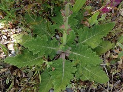 Salvia sclareoides