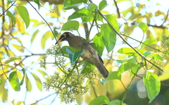 Bolemoreus frenatus