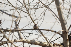 Passer montanus