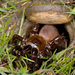California Trapdoor Spider - Photo (c) Marshal Hedin, some rights reserved (CC BY)
