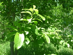 Salix caprea