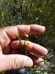 Diosma prama