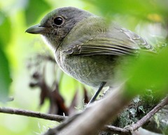 Telophorus olivaceus