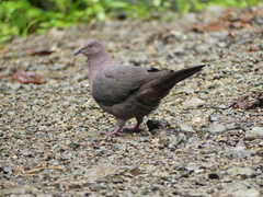 Patagioenas plumbea