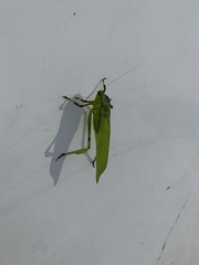 Cnemidophyllum lineatum