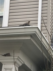 Zenaida macroura carolinensis