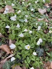 Anemonoides nemorosa