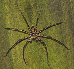 Heteropoda procera