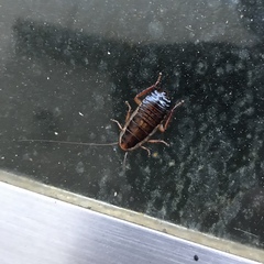 Drymaplaneta communis