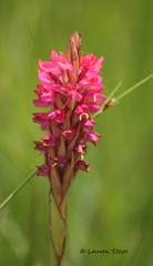 Disa