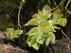 Aeollanthus serpiculoides