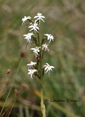 Habenaria subaequalis