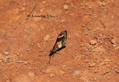 Acraea cabira
