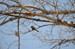 Parus major