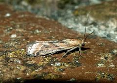 Ancylosis cinnamomella