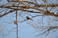 Parus major