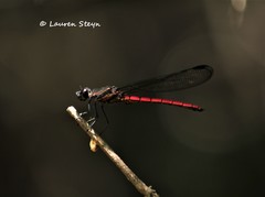 Chlorocypha consueta