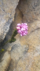 Sonderothamnus petraeus