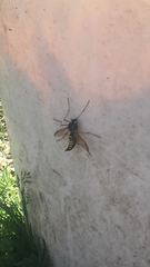 Ctenophora flaveolata