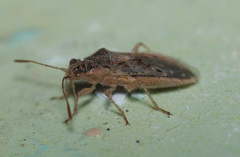 Brachycarenus tigrinus