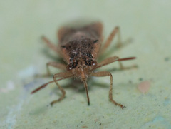 Brachycarenus tigrinus