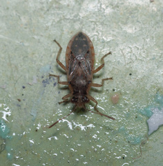 Brachycarenus tigrinus