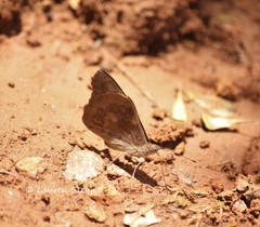 Sevenia morantii