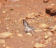 Charaxes achaemenes achaemenes