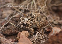 Tomopterna tuberculosa