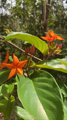Sterculia lanceolata