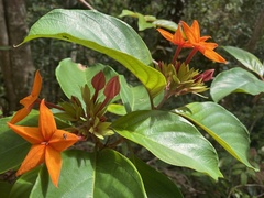 Sterculia lanceolata