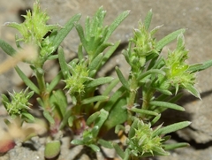 Pteranthus dichotomus