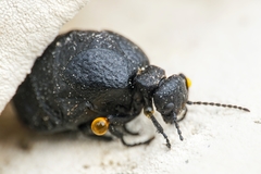 Meloe rugosus