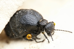Meloe rugosus