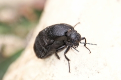 Meloe rugosus