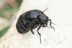 Meloe rugosus