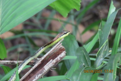 Dendrelaphis formosus