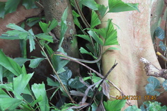 Dendrelaphis formosus