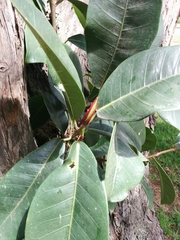 Ficus americana