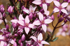 Boronia fastigiata