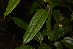 Ripogonum discolor