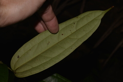 Ripogonum discolor