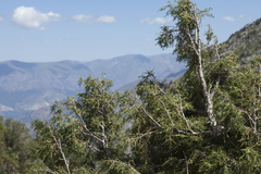Juniperus pseudosabina