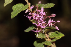 Lasiopetalum floribundum