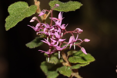 Lasiopetalum floribundum