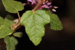 Lasiopetalum floribundum