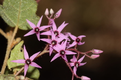 Lasiopetalum floribundum