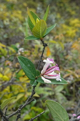 Wikstroemia monnula