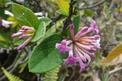 Wikstroemia monnula