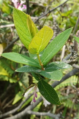 Wikstroemia monnula